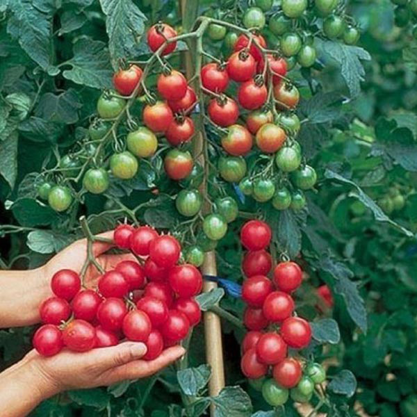 30pcs British Cherries Tomato Vegetable Seeds