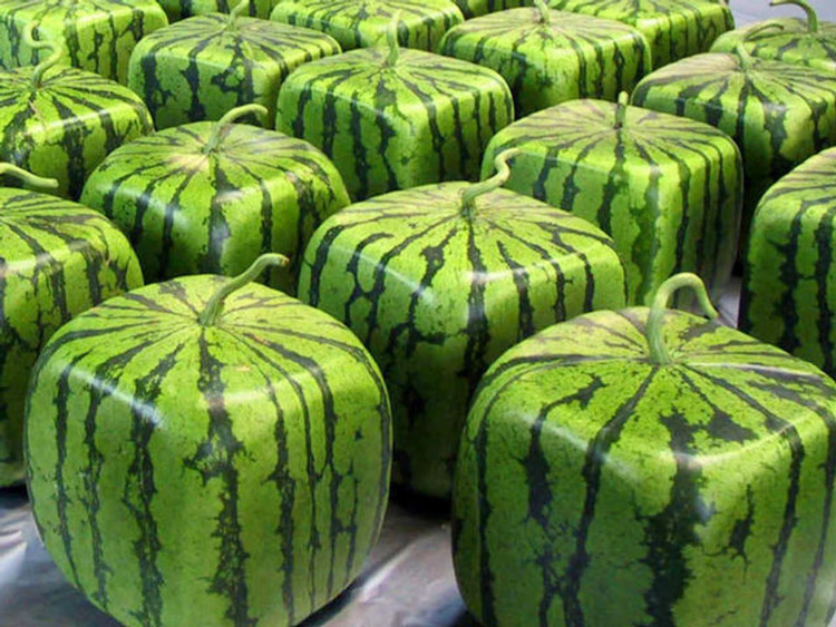 watermelon shaping mould