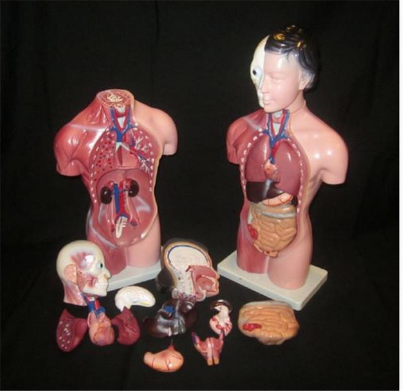 STEM Human Torso Body Anatomy Medical Model Heart Brain Skeleton Medical School Educational 12