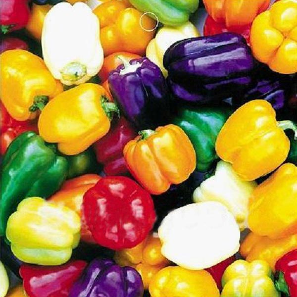 20pcs Multi Color Sweet Pepper Seeds