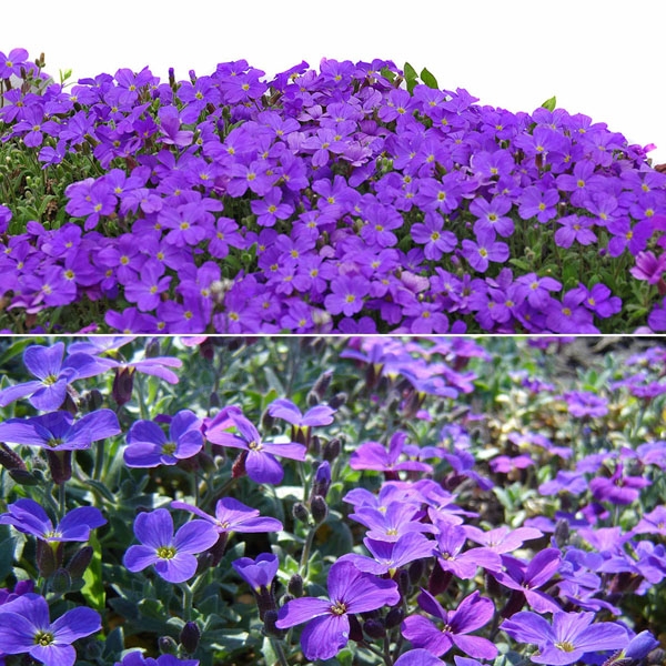 ground cover plants with purple flowers