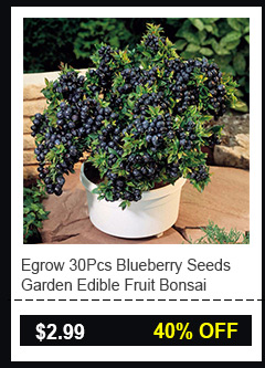 Egrow 30Pcs Blueberry Seeds Garden Edible Fruit Bonsai