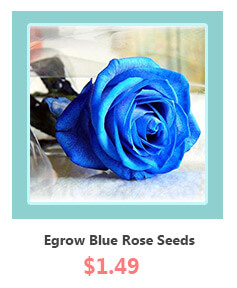 Egrow 50Pcs Blue Rose Seeds Blue Lover Rose Seeds 