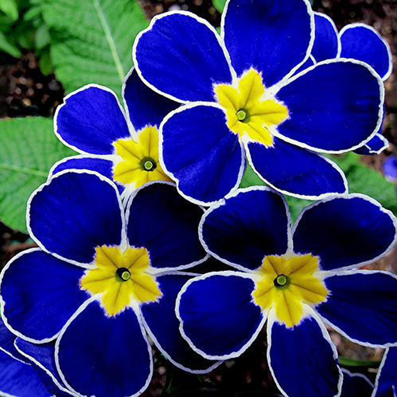 Lot de 100 Pcs semences d'onagre bleue rare jardin fleur parfumee bonsaï