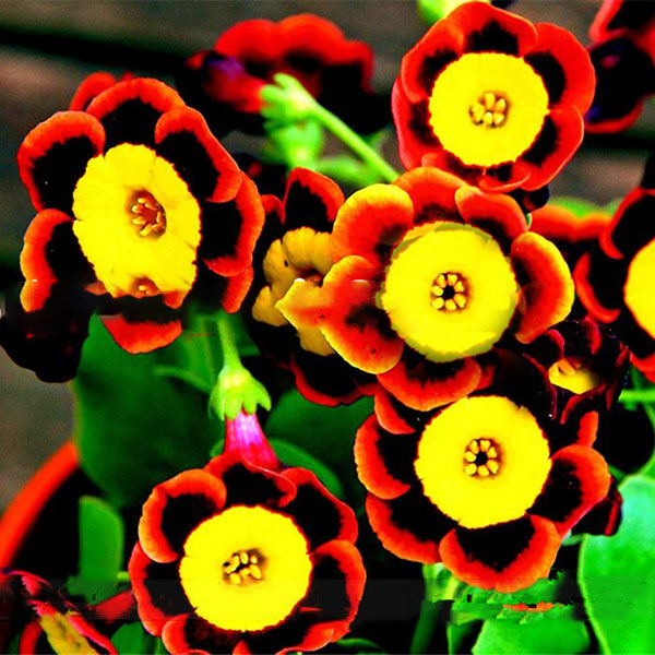 Egrow 100 Pcs Pack Graines De Bonsai Petunia Etoile Coloree Petunia Jardin De Fleurs Jardin Patio Plante En Pot