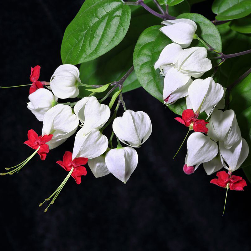 Egore 20Pcs Clerodendrum thomsonae Balf Semillas Rare Flower Garden Bonsai Semillas