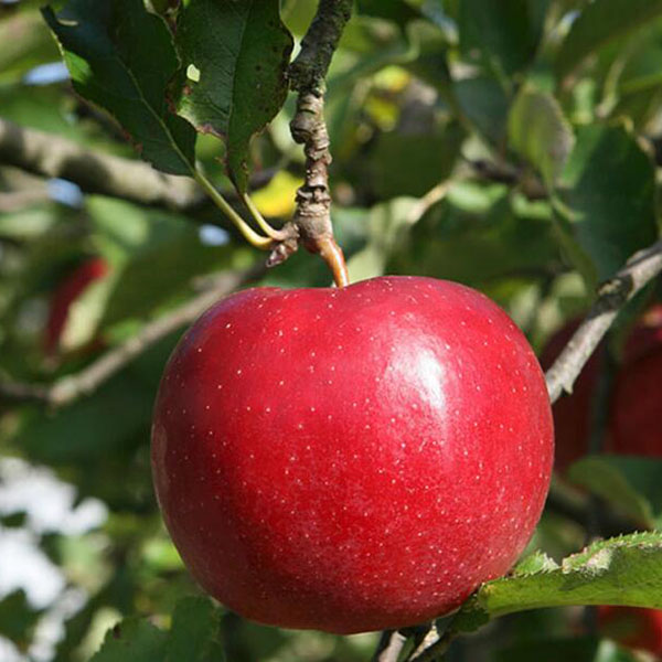 Details about   50 Seeds Red-Fleshed Apple Seeds Redlove Apple Fruit Tree Seed Garden Planting 