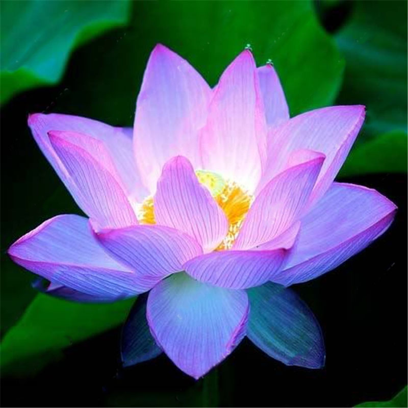 Egrow Lotus Fleur Graines Plantes Aquatiques Bonsai Lotus Graines Plante Vivace pour Jardin a la Maison