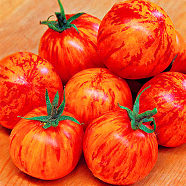 Egrow 100Pcs / Pack Rouge Vert Jaune Tomate Graine Serre En Pot Biologique Graines De Legumes & Fruits