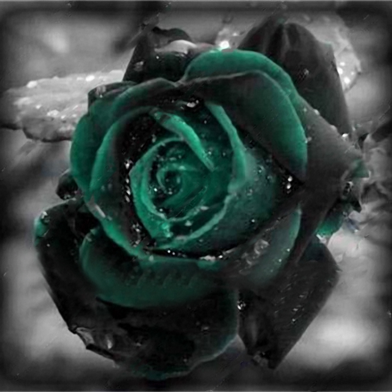 Lot de 100 PCS semences de rose noire verte plante vivace bonsai fleur pour jardin