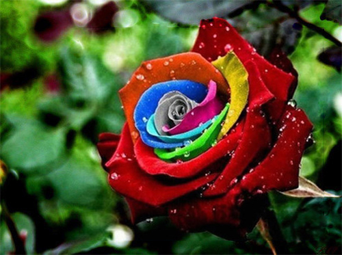 35 rose Samen Rainbow 