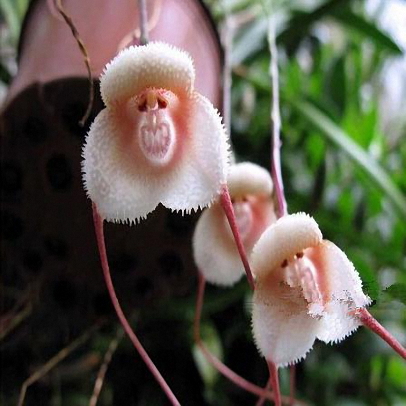 Egrow 200pcs Garden Bonsai Blume Monkey Face Orchids Saatgut Indoor Multiple 