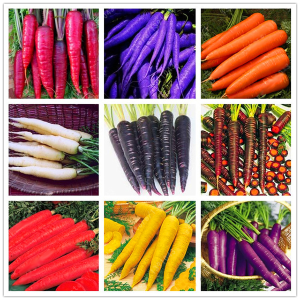 Egrow 500 Pcs / Pack graines de carotte colorees rouge blanc violet Origanic graines de plantes saines vegetales