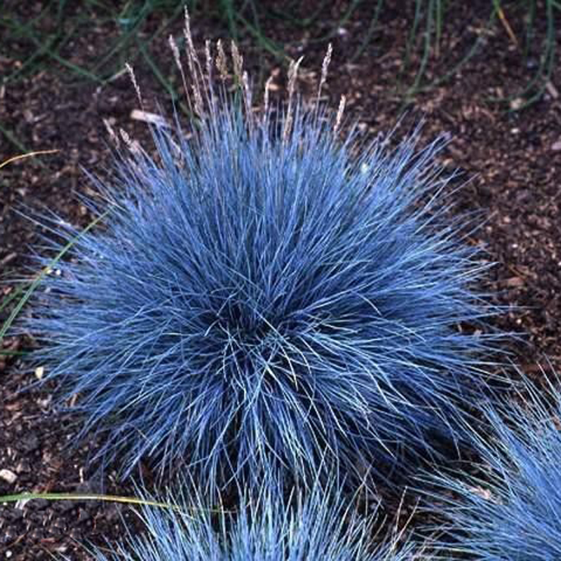 INNI 100Pcs Blue Fescue Grass Seeds Perennial Hardy Ornamental Grass Home Garden