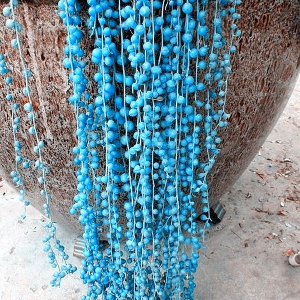 Egrow 100 pcs sac de graines de chlorophytum de perles bleues en pot de plantes en pot de fleurs pour le jardin et la decoration interieure