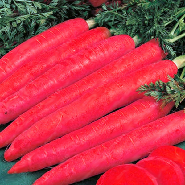 Egrow 500 Pcs Pack graines de carotte colorees rouge blanc violet Origanic graines de plantes saines vegetales
