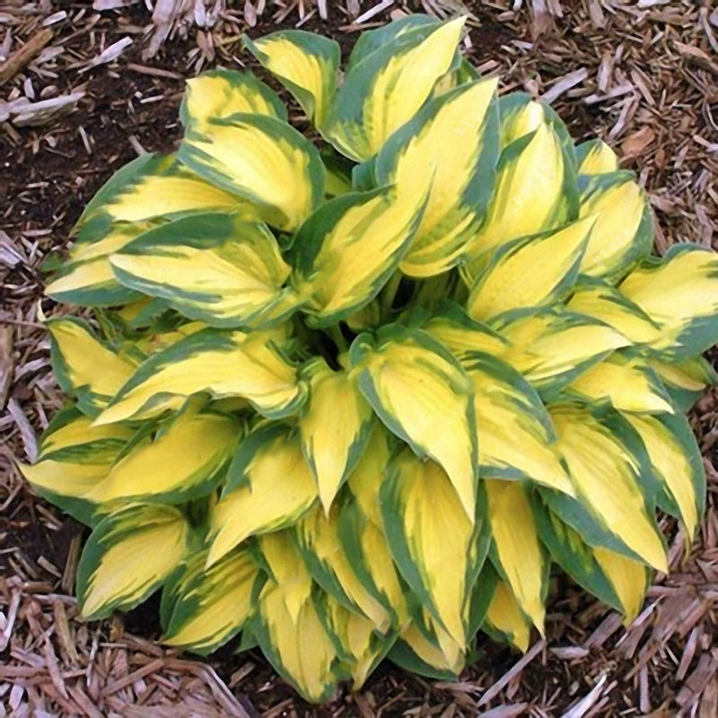 Lot de 100 pcs semences de hosta vert jaune plantain lis plante vivace pour jardin