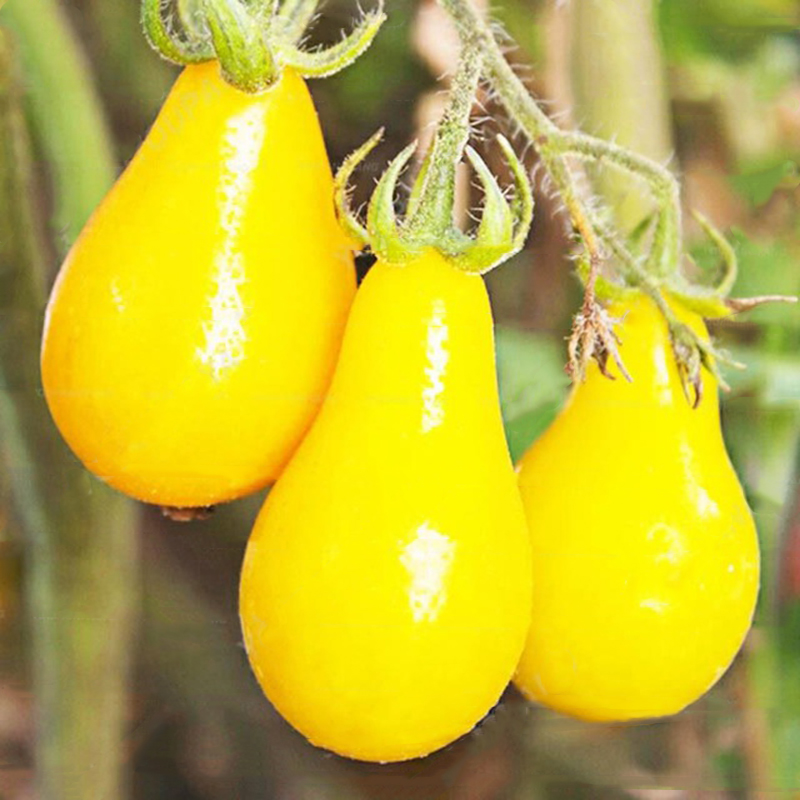 50pcs pack graines de tomates jaunes plantes de tomates rares plantes legume biologique et fruits en pot plantation pour la maison jardin