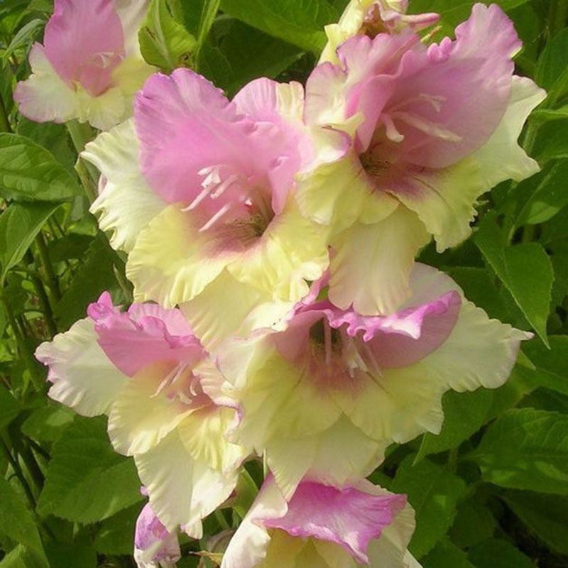 Egrow 100 PCS Glaïeul Fleur Graines Rare Épee Lily Fleurs Cour Jardin Plante en pot