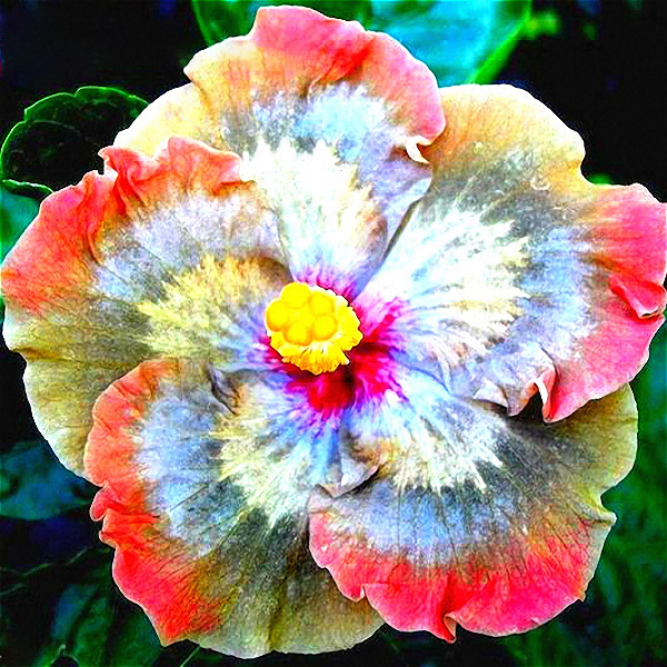 Egrow 50 Pcs Pack Geant Hibiscus Graines De Fleurs Jardin et Maison Vivaces Plantes En Pot Fleurs