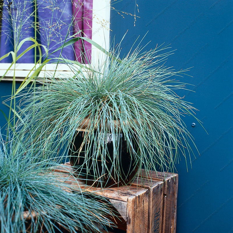 INNI 100Pcs Blue Fescue Grass Seeds Perennial Hardy Ornamental Grass Home Garden