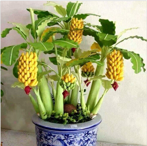 30 piezas de plátano enano Semillas Bonsai Tree Tropical Fruit Semillas Flor de balcón para plantas caseras