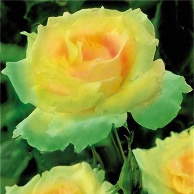 Lot de 100 Pcs semences de rose bonsai plante vivace fleur decorative coloree pour jardin