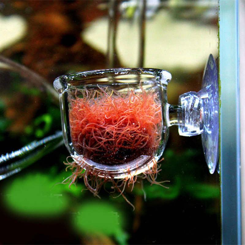 Aquarium Tank Glass Alimentateur de nourriture pour nourrissons Trappeur descargots Planarian Leech Catch Seam Hole
