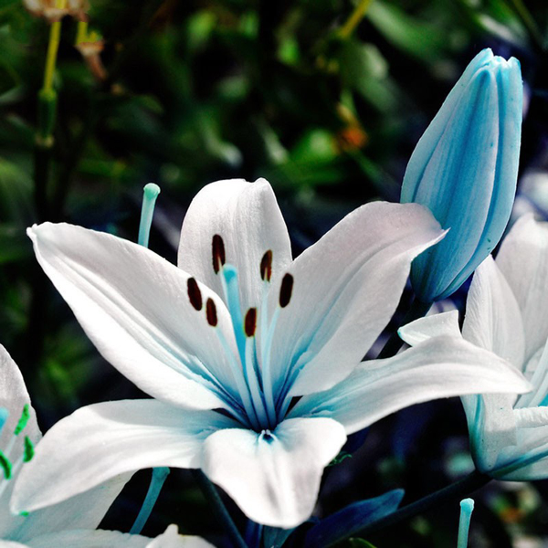 50Pcs Graines De Lys Bleu Coeur Plante En Pot Bonsai Fleur Pour Maison Et Jardin