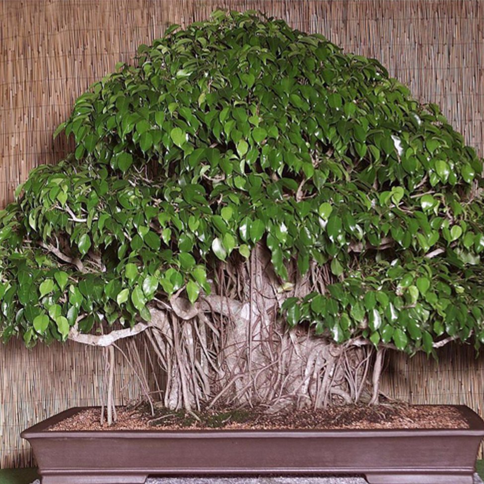 150pcs Bonsaï graines pleurant Fig - Ficus Benjamina Accueil Bonsaï plante vert arbre