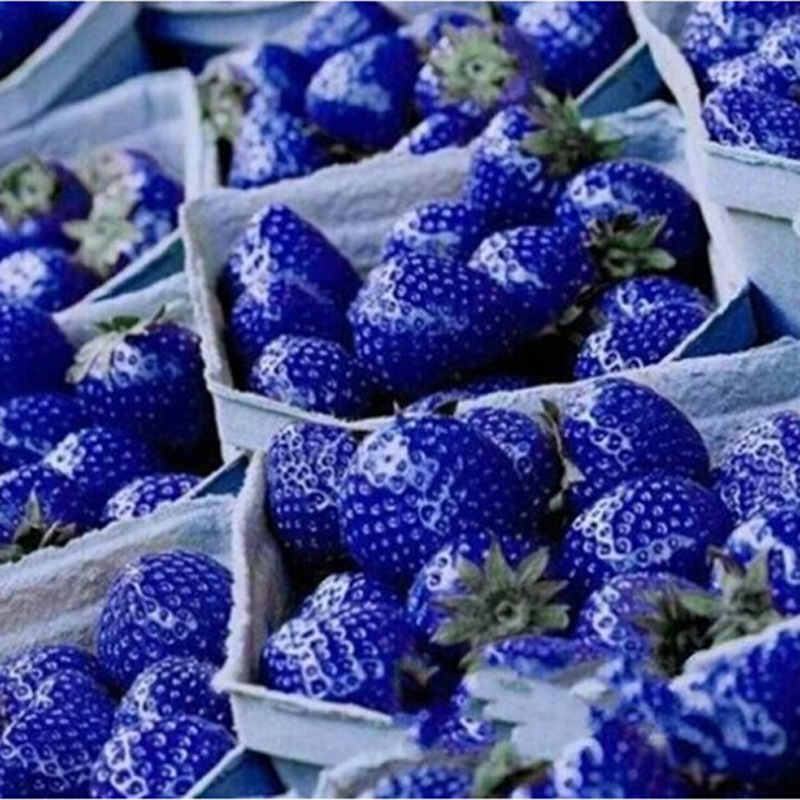Kết quả hình ảnh cho blue strawberry