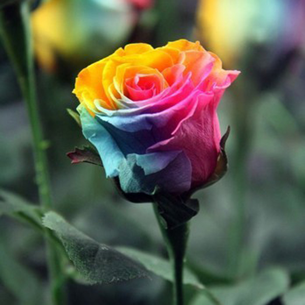 200pcs bunte Regenbogen Rosen Blumensamen Haus Gartenpflanzen Multi-Color