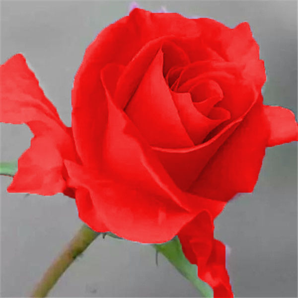 Fleur rose bonsai de fleur rose de pecher Rose pour des pieces dinterieur graine 100 particules lot