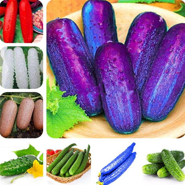 100pcs sac long droites graines de legumes de concombre rouge violet vert japonais longues graines de concombre