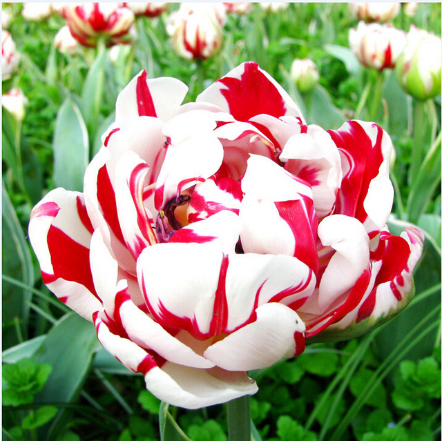 120 Pcs Bonsai Violet Bord Blanc Tulipe Graines Tulip Fleur Graines Plantes Vivaces Jardin En Pot Plantes