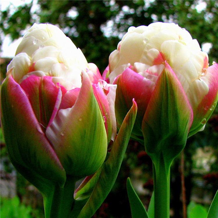 Egrow 100Pcs / Sac Glace Graines De Tulipes Rares Cultivees Artificiellement Cultivees Bulbe Fleurs Graines