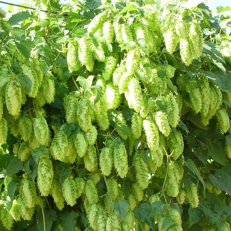 100pcs pack graines de houblon Humulus Lupulus Bonsai Brew votre propre plante de plein air jardin de biere