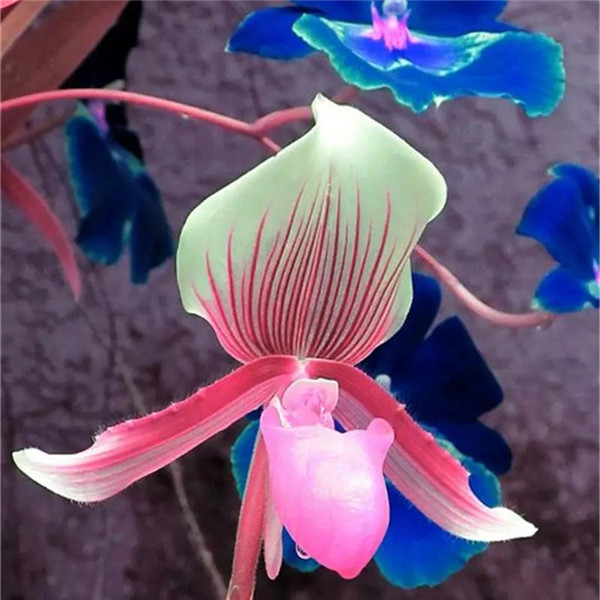 120pcs sac Rare Black Orchid Flowers Spots exotiques pepin dorchidee Facile a faire pousser des plants 