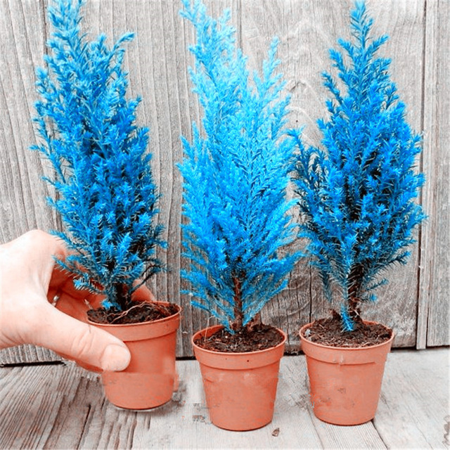 20 pcs bleu italien cypres arbre graines interieur bureau exterieur plantes ornementales rare arbre de Noel