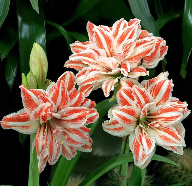 50 Pcs Rainbow Lily Graines En Pot Bonsai Plante Lily Graines De Fleurs pour la Maison Jardin