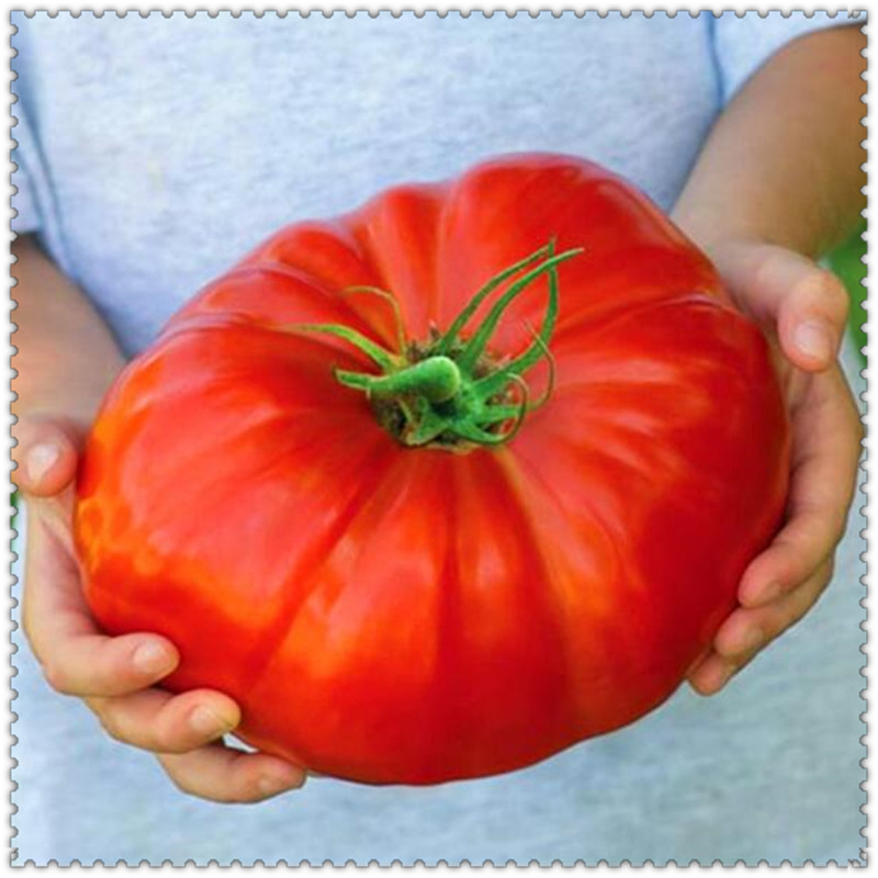 100 Pcs / sac Plantes De Tomate Geante Plantes Heritage Organiques Legumes Vivaces Plante Vegetale Sans OGM