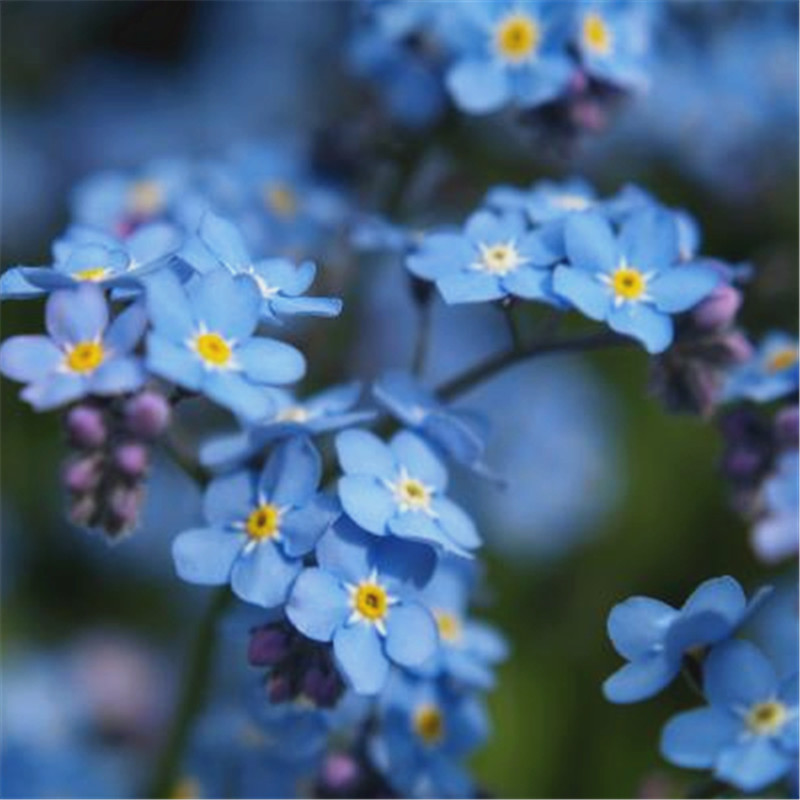 100pcs graines de fleurs statice blanc bleu statice jardin de fleurs maison