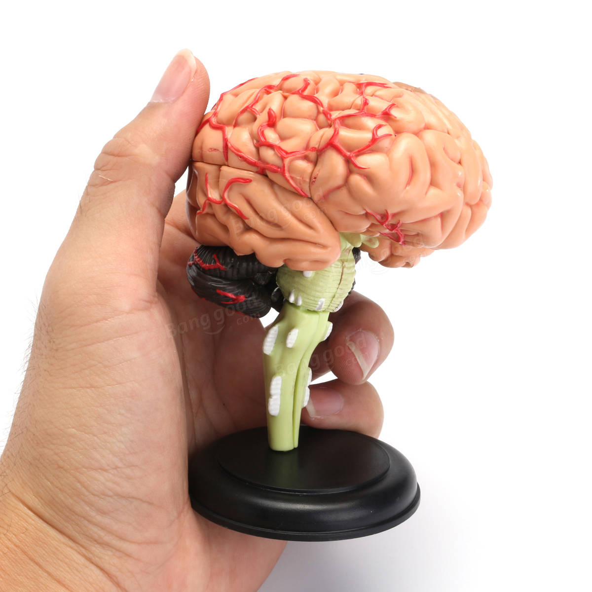 Мозг купить спб. Муляж мозга. Модель мозга. Модель мозга человека. Пластмассовый мозг.