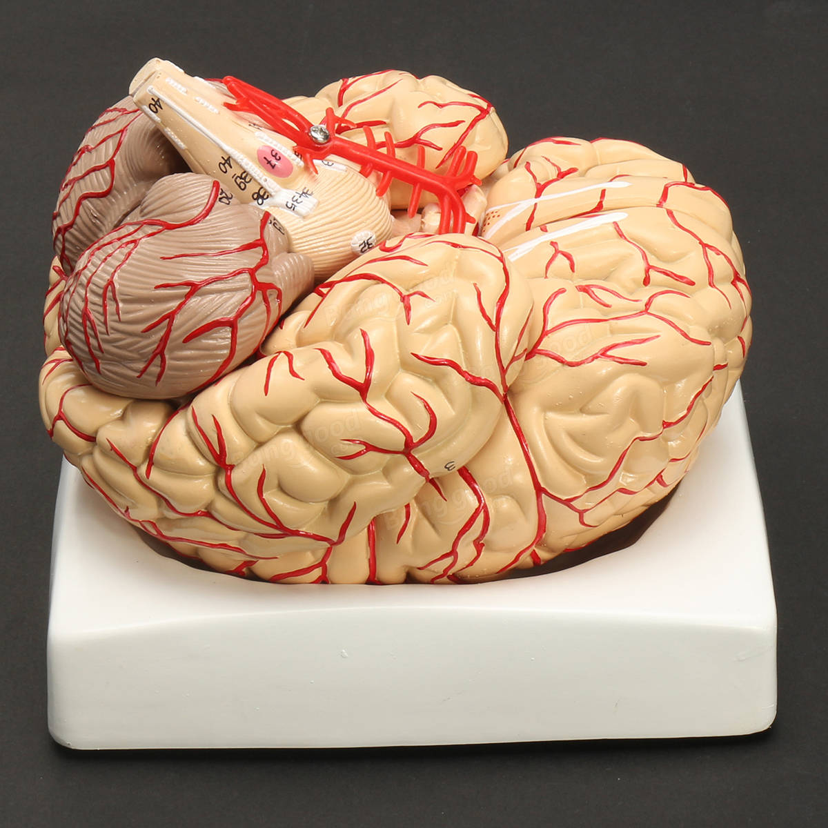 Мозг купить спб. Муляж мозга. Макет мозга. Анатомическая модель головного мозга. Модель человеческого мозга.