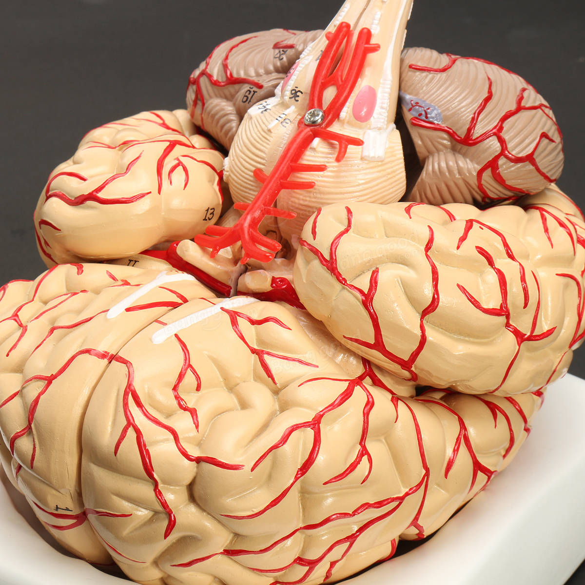 Мозг купить спб. Анатомическая модель головного мозга. Анатомическая модель мозга человека в натуральную величину.